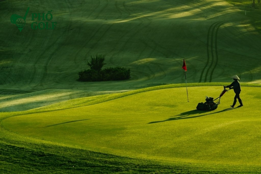Kỹ thuật trồng và chăm sóc cỏ sân golf đúng tiêu chuẩn Cỏ Bentgrass trồng trên sân golf, tạo bề mặt mịn màng cho putting green